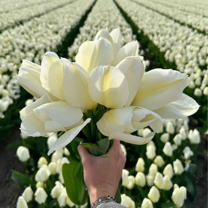 Medium Tulip Mix - 50 Bulbs Sustainable Value Pack