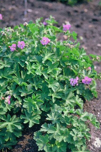 6x Geranium cant. 'Cambridge' - ↕10-25cm - Ø9cm styled in an Irish home interior
