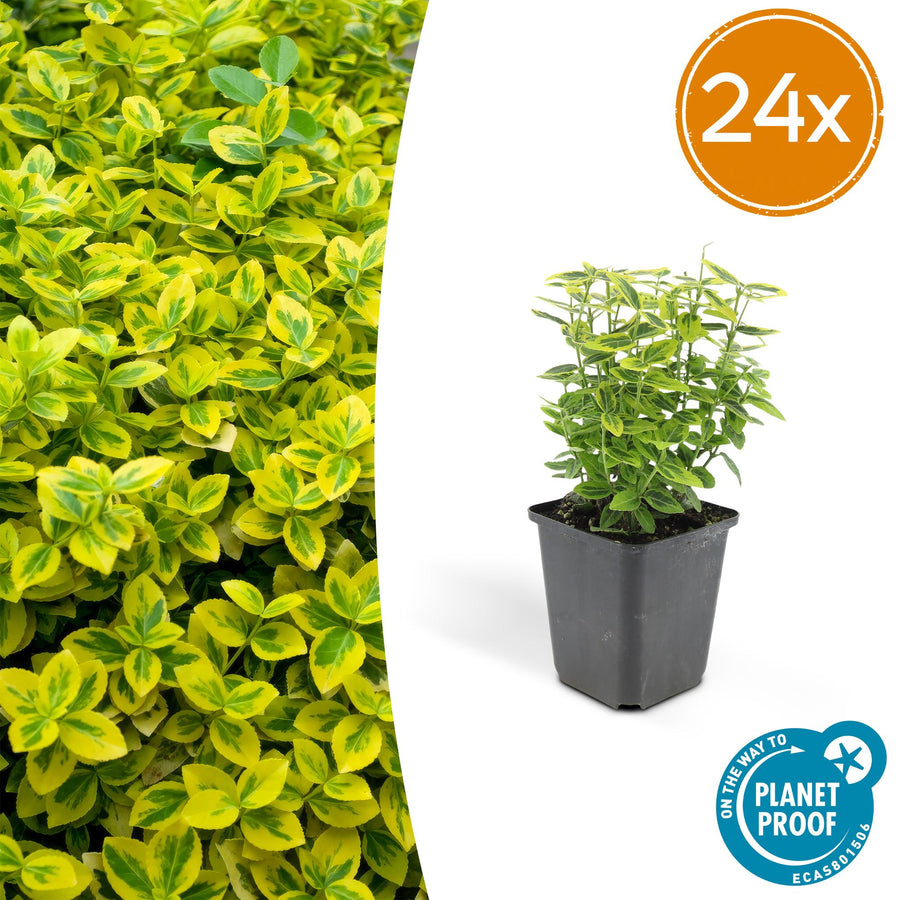 24 Euonymus Emerald 'n Gold evergreen shrubs in 9cm pots, featuring vibrant green and golden yellow leaves.