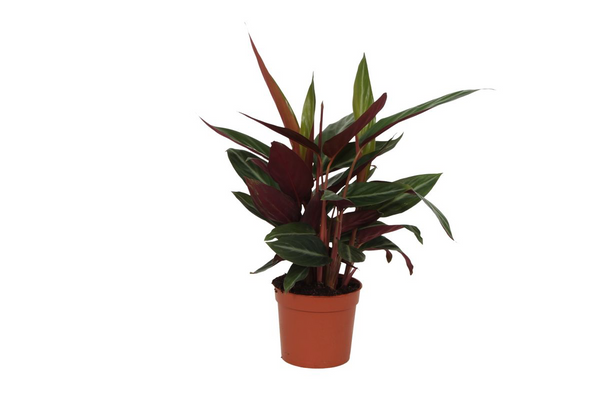 Calathea Stripestar - Pinstripe Bathroom Plant