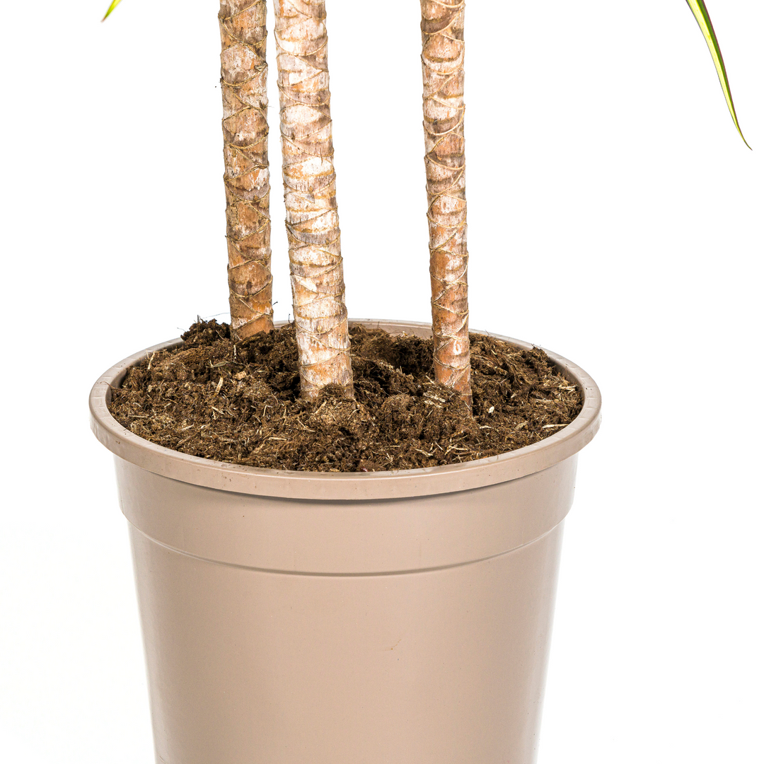 Dracaena Marginata Sunray with basket Ø24cm - ↕130 - 150cm