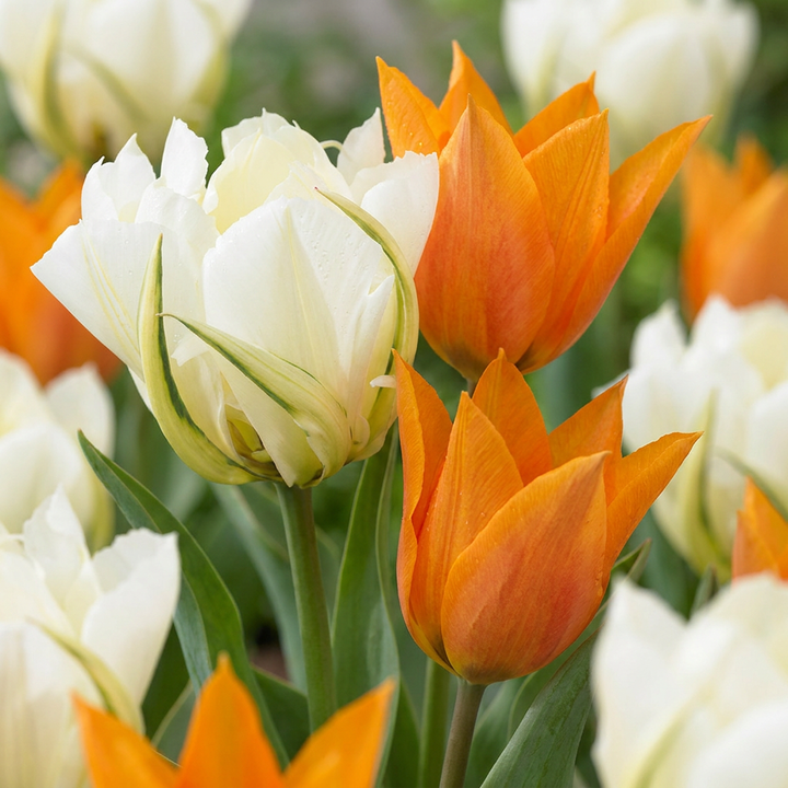 Tulipa Sunbath in flower, goblet-shaped blooms on straight upright stems, 120-bulb pack for Irish gardens