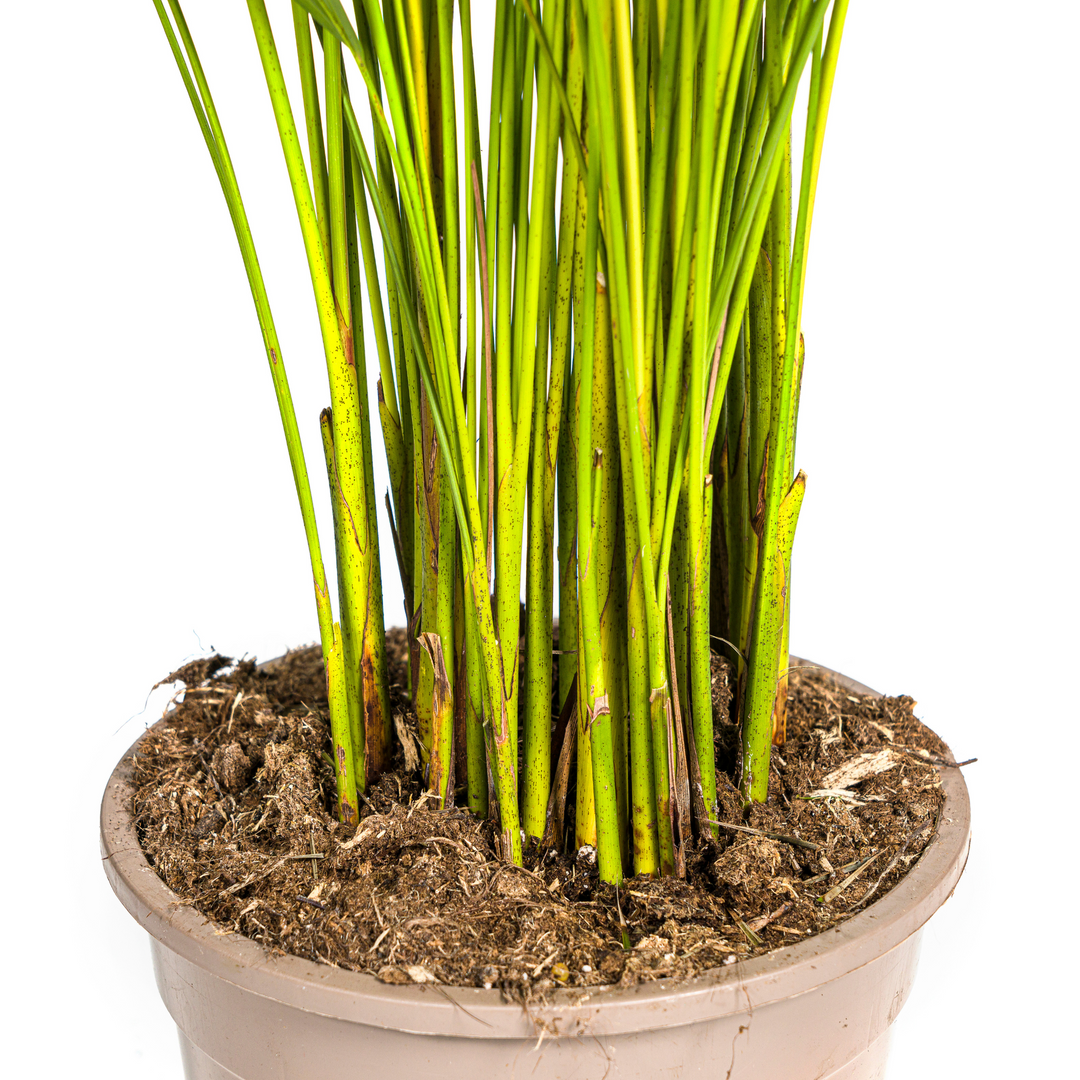 Areca Palm (Dypsis lutescens) - view 5