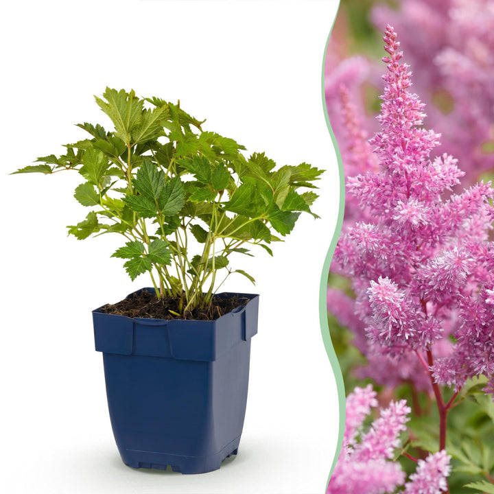 24 Astilbe chinensis var. pumila plants in 11cm pots, 15-25cm tall - view 2