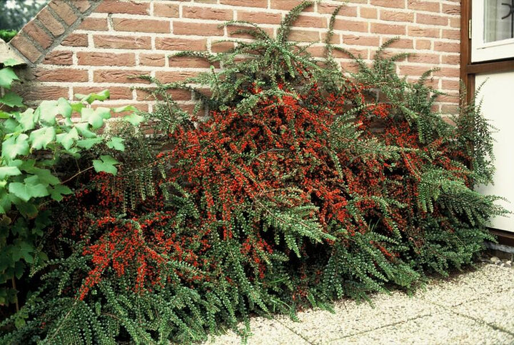 6x Cotoneaster horizontalis - ↕10-25cm - Ø9cm full-plant overview, low-growing glossy evergreen ground cover