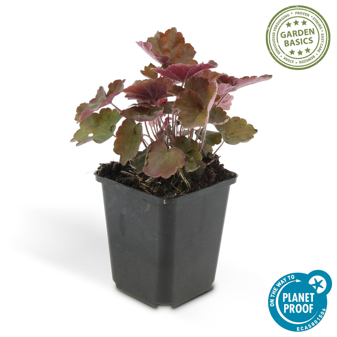 40x Heuchera Palace Purple - Purple Foliage Shade Perennial - 9cm