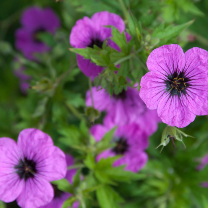 Blue-violet garden flowers and soft foliage close-up of 24x Geranium macr. 'Bevan's Variety' - ↕10-25cm - Ø9cm