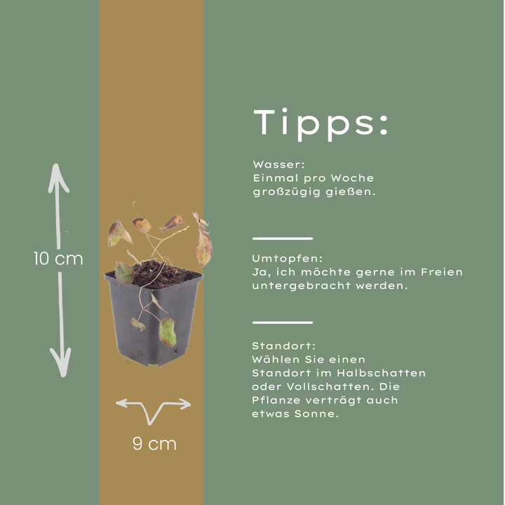 60x Epimedium rubrum - ↕10-25cm - Ø9cm