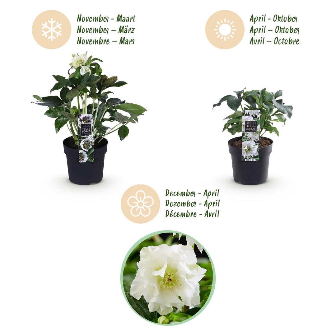 2x Helleborus orientalis 'Double Ellen White' Lenten Rose in 14cm pots - view 9