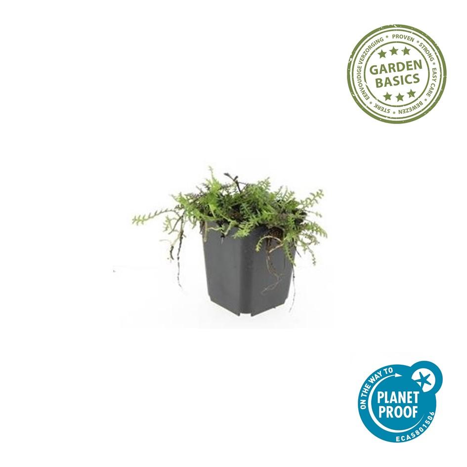 24x Leptinella squalida - ↕10-25cm - Ø9cm styled in an Irish home interior