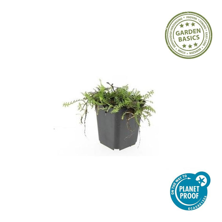 24x Leptinella squalida - ↕10-25cm - Ø9cm styled in an Irish home interior