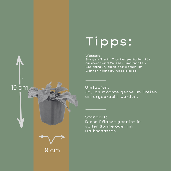6x Symphytum grand. 'Wisley Blue' - ↕10-25cm - Ø9cm