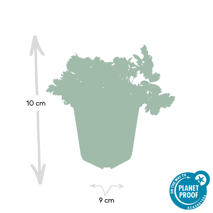 60x Waldsteinia Ternata - Evergreen Ground Cover - 10-25cm - Ø9cm