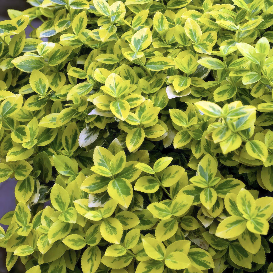 48x Euonymus Emerald 'n Gold - Evergreen Shrub 10-25cm Ø9cm packed for EU plant delivery from PlantGift.ie