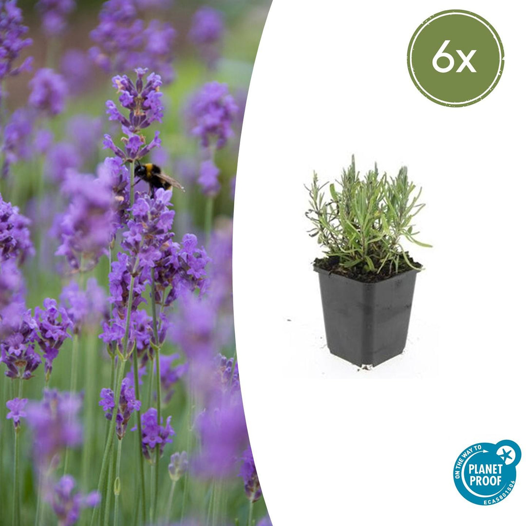 Lavender plant with purple flower spikes and narrow green foliage in black square pot, 10-25cm tall, 6x pack