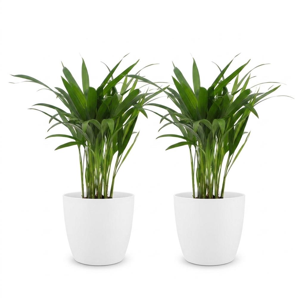 Areca Palm (Dypsis lutescens) - 2 Plants with White Ceramic Pot - 12cm Pot - 45cm Tall