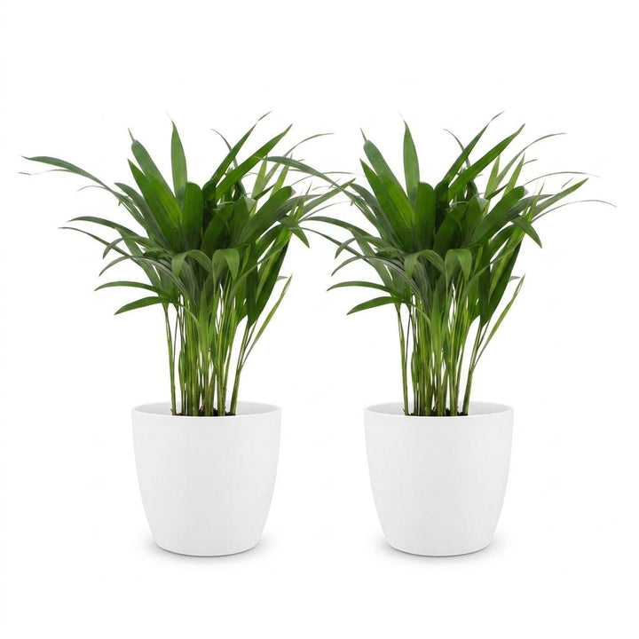 Areca Palm (Dypsis lutescens) - 2 Plants with White Ceramic Pot - 12cm Pot - 45cm Tall