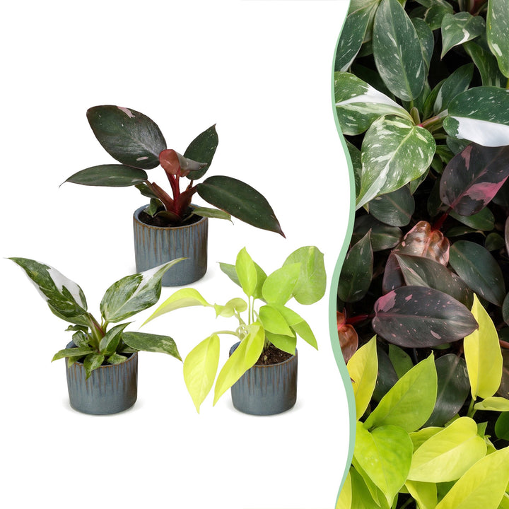 Baby Philodendron Tricolour trio, pack of 3 indoor plants