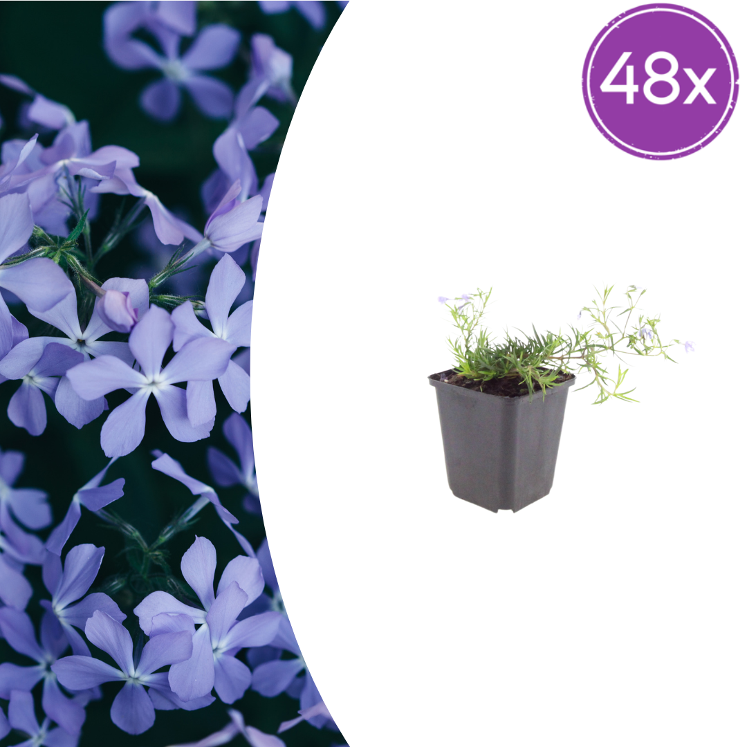 Phlox 'Emerald Cushion Blue' with lavender-blue five-petalled flowers in grey plastic pot, 10-25cm height, 48-pack…