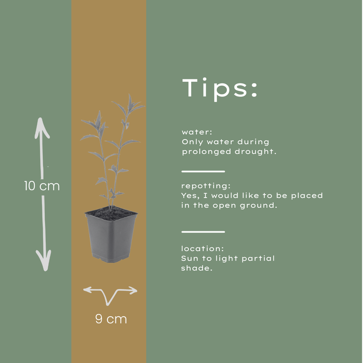 24x Kalimeris incisa 'Blue Star' - ↕10-25cm - Ø9cm full-plant overview, healthy foliage and strong roots
