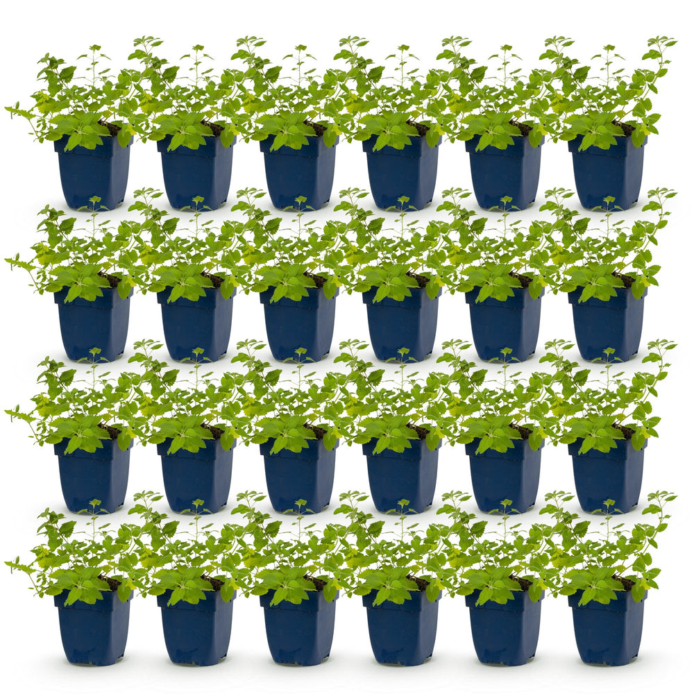 Pack of 24 Nepeta x faassenii catmint plants in 11cm pots - view 2