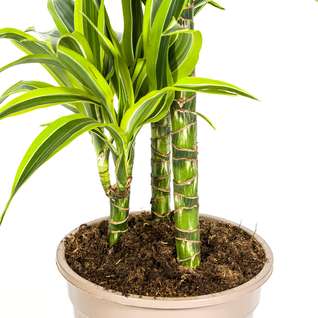 Dracaena Deremensis Lemon Lime 90-110cm — Dragon Tree in 21cm pot, with basket