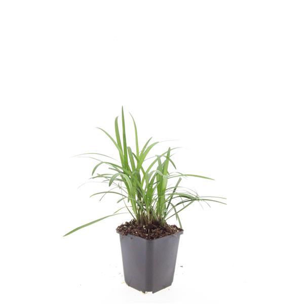 24x Liriope muscari 'Monroe White' - ↕10-25cm - Ø9cm