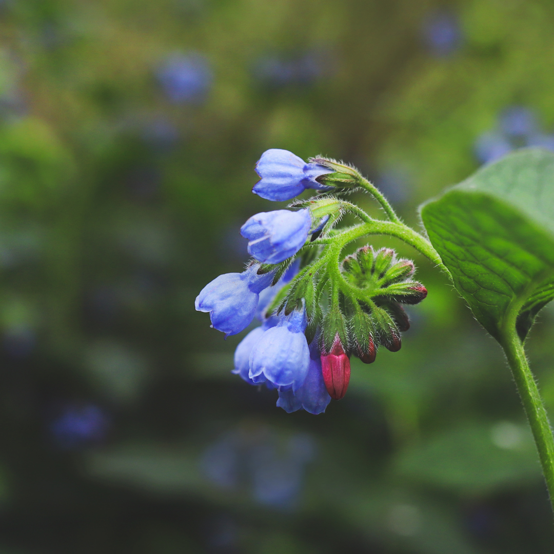 Comfrey 'Wisley Blue' with blue and white nodding flowers on hairy green stems, unopened red buds visible, textured green…