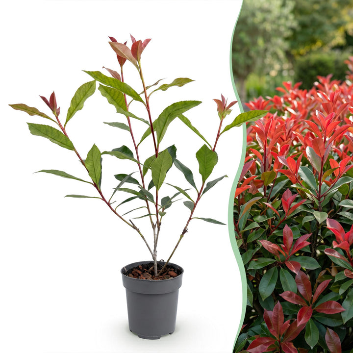 40x Photinia fraseri 'Carre Rouge' - Evergreen Red-Tipped Hedging - 9cm Pot - 25-35cm