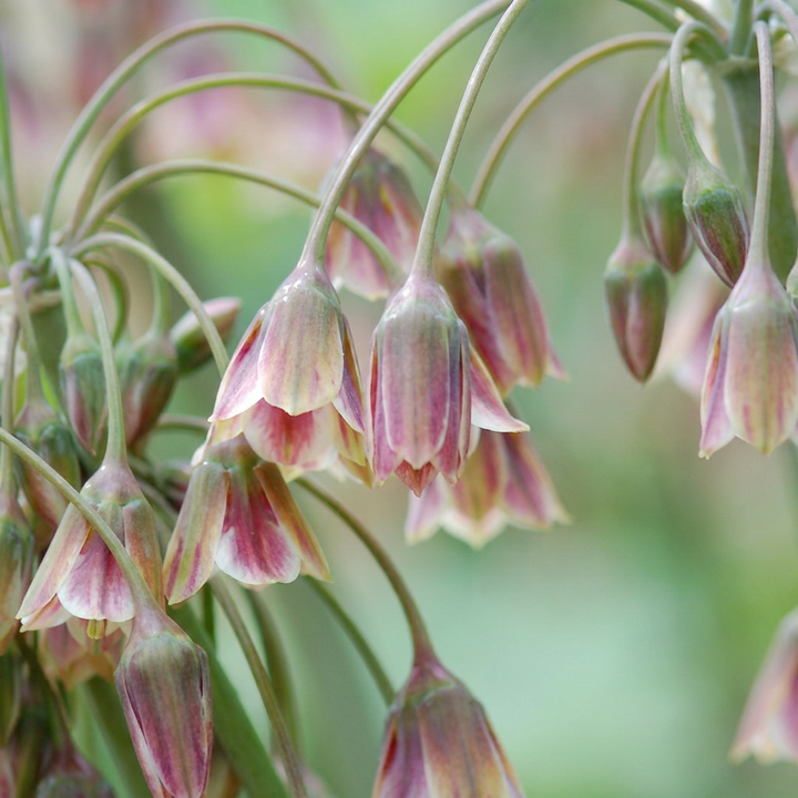 Allium siculum in flower, pendant cream and pink bells on tall stems, 320-bulb pack for Irish gardens