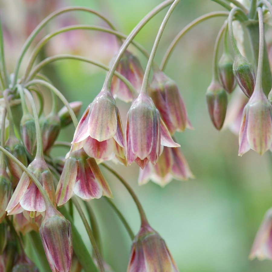 Allium siculum in flower, pendant cream and pink bells on tall stems, 320-bulb pack for Irish gardens