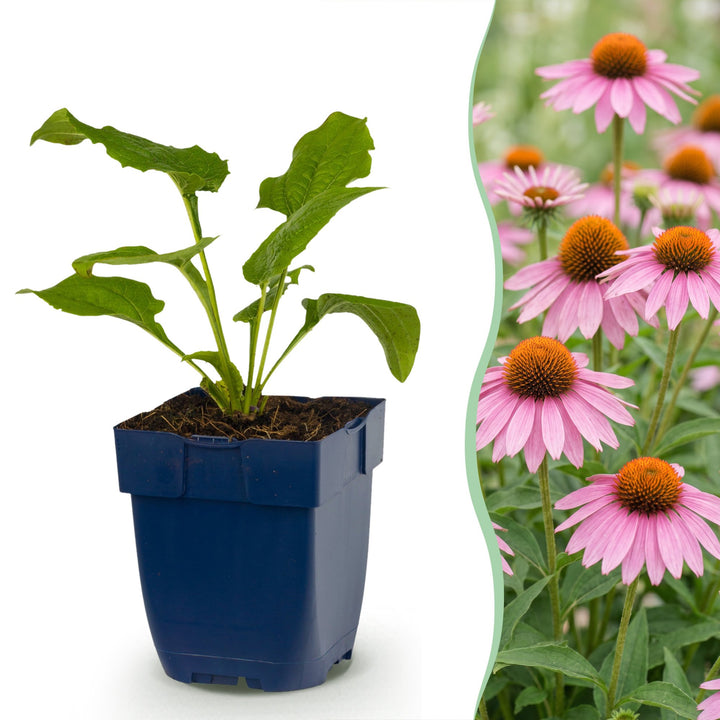 6 Echinacea purpurea 'Magnus' coneflower plants in 11cm pots