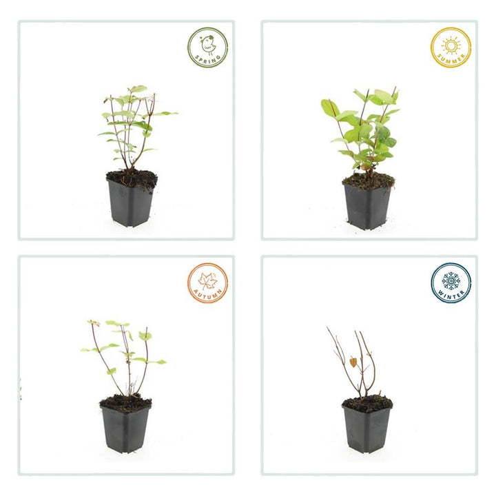 48x Hypericum inodorum 'Beauty' | Golden Yellow Flowering Shrub