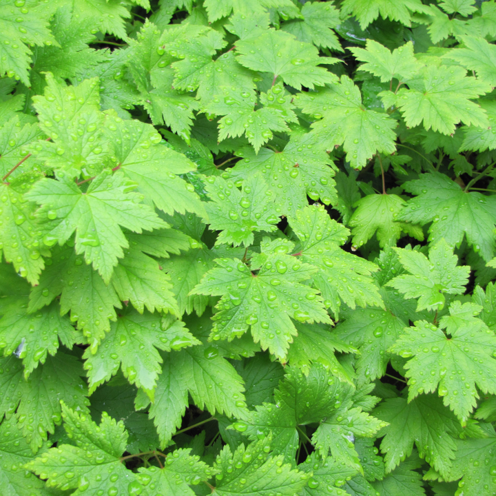 24x Tiarella cordifolia - ↕10-25cm - Ø9cm styled in an Irish home interior
