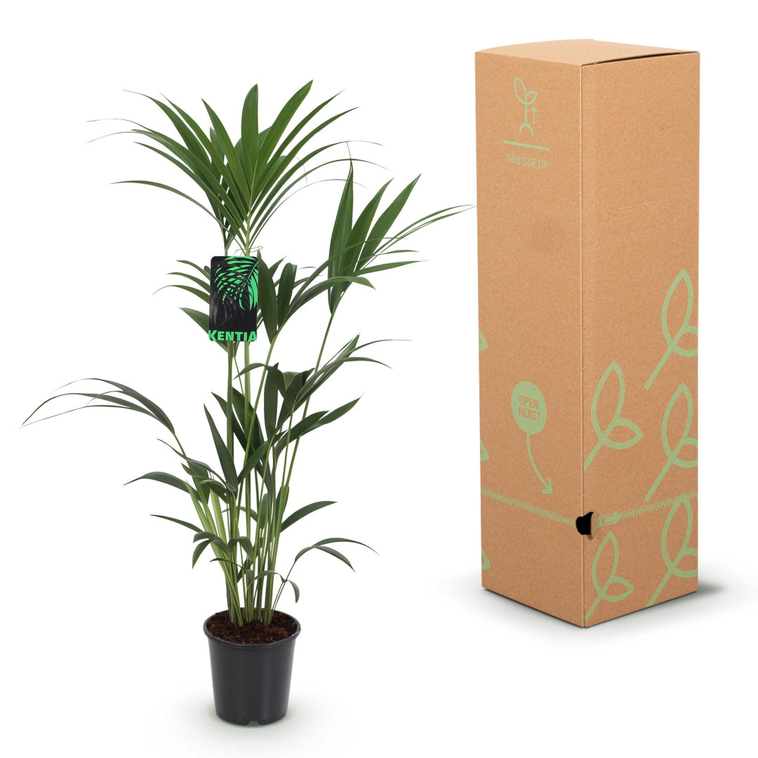 Kentia Palm — Howea forsteriana, Ø21cm Pot, 120–130cm