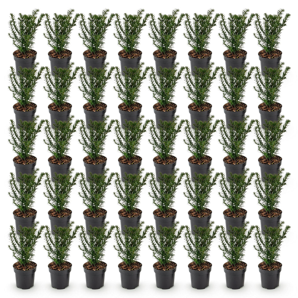 40 Taxus baccata yew hedging plants in 9cm pots, 20-30cm tall - view 2