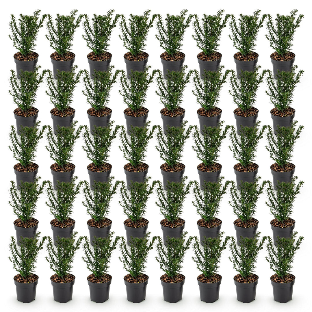 40 Taxus baccata yew hedging plants in 9cm pots, 20-30cm tall - view 2