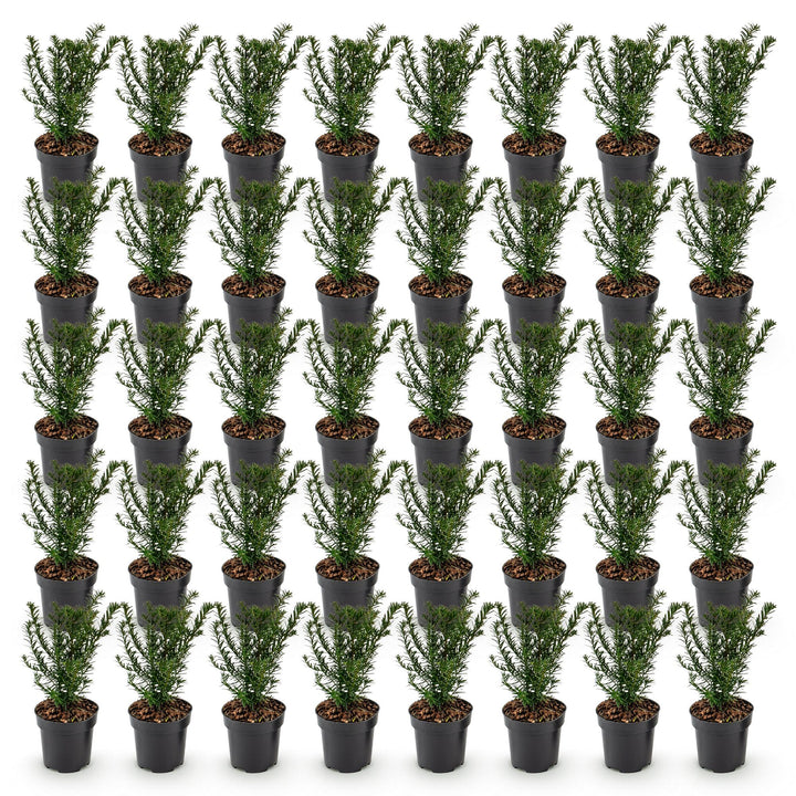 40 Taxus baccata yew hedging plants in 9cm pots, 20-30cm tall - view 2