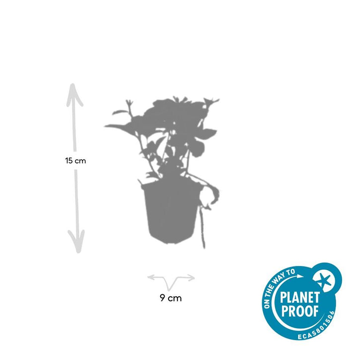 48x Pachysandra Terminalis - Evergreen Ground Cover - 10-25cm