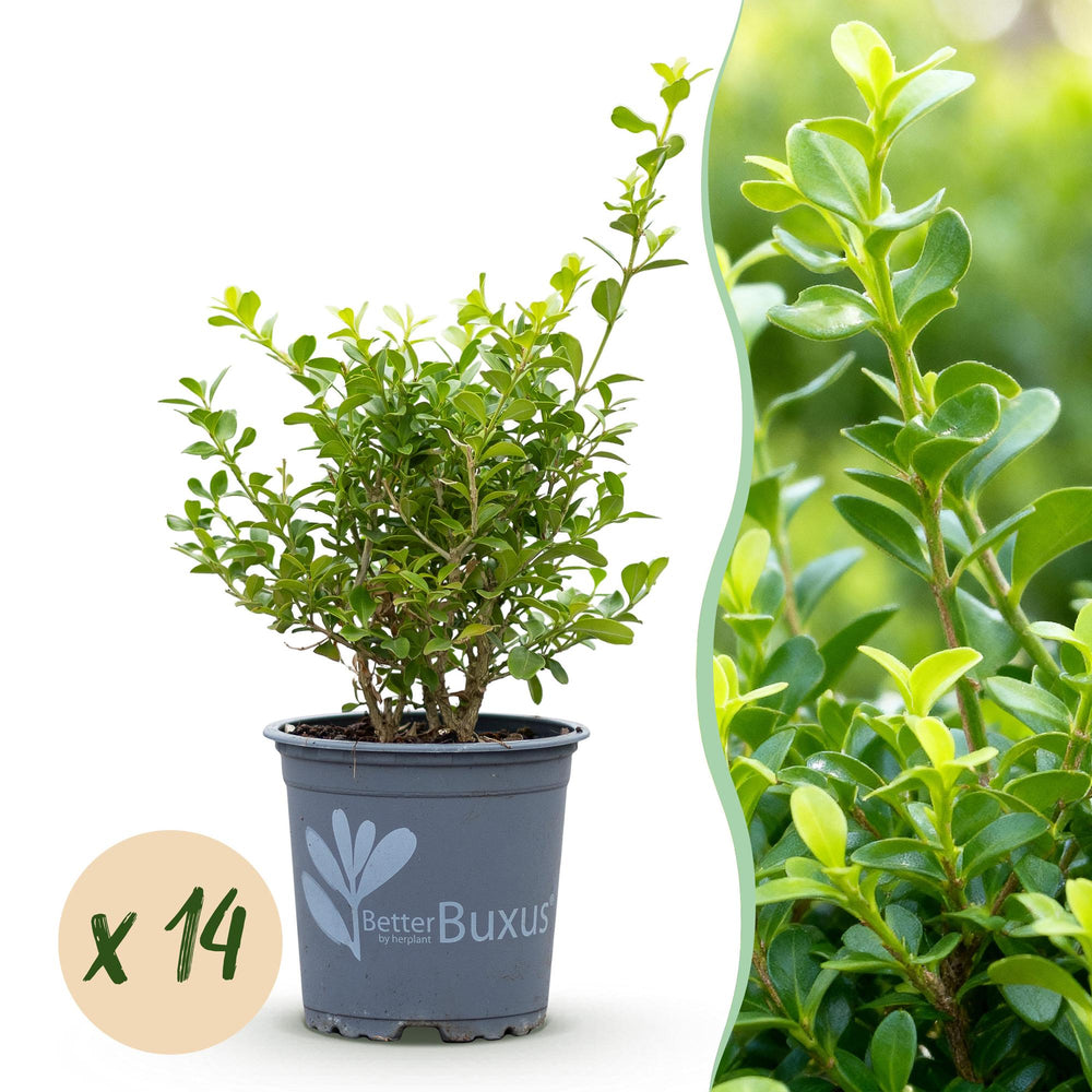 14 BetterBuxus Babylon Beauty box hedging plants in 10.5cm pots