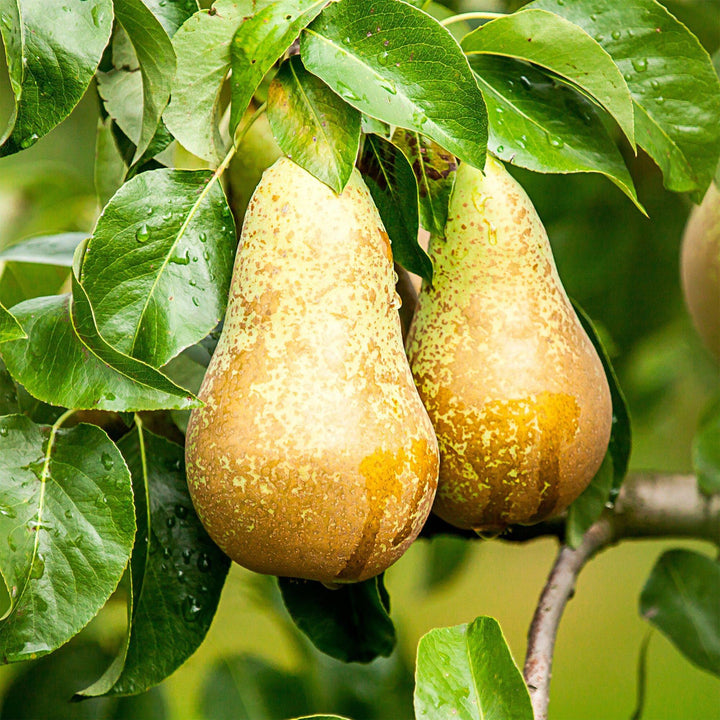 Pyrus communis 'Conference' pear tree, 1 tree about 90cm tall in a 21cm pot - view 6