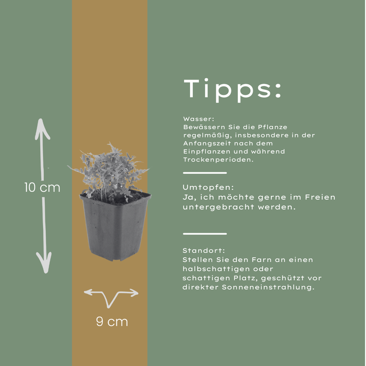 60x Polypodium vulgare - ↕10-25cm - Ø9cm