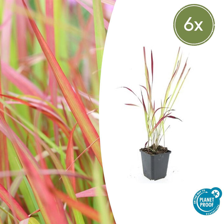 Japanese blood grass with red and green striped upright leaves in black plastic pot, 6x pack