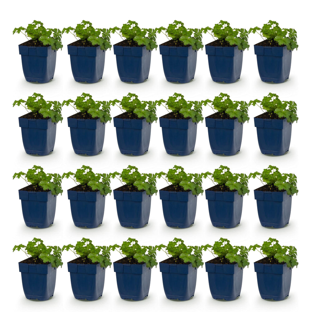 24x Geranium macrorrhizum Czakor bigroot cranesbill in 11cm pots - view 2