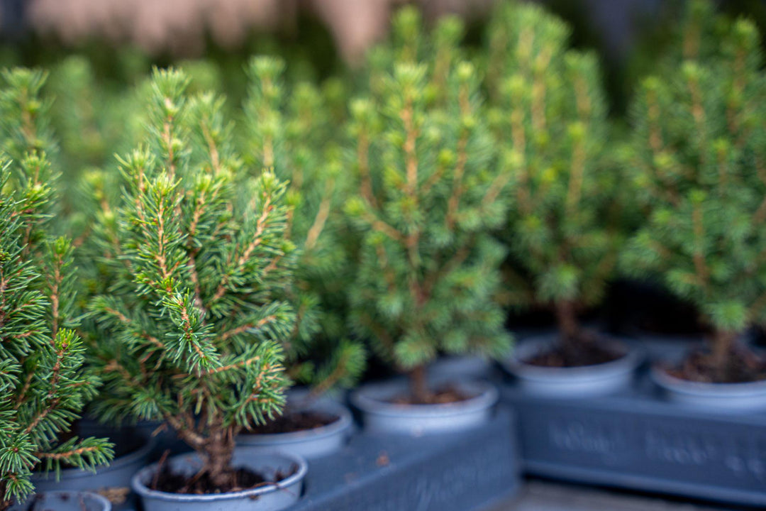 12x Live Mini Christmas Tree Set - Picea Glauca 15-20cm Potted