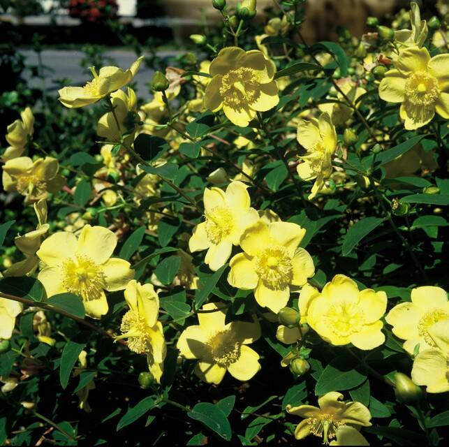 40x Hypericum Hidcote - Golden Yellow Flowering Shrub - 10-25cm