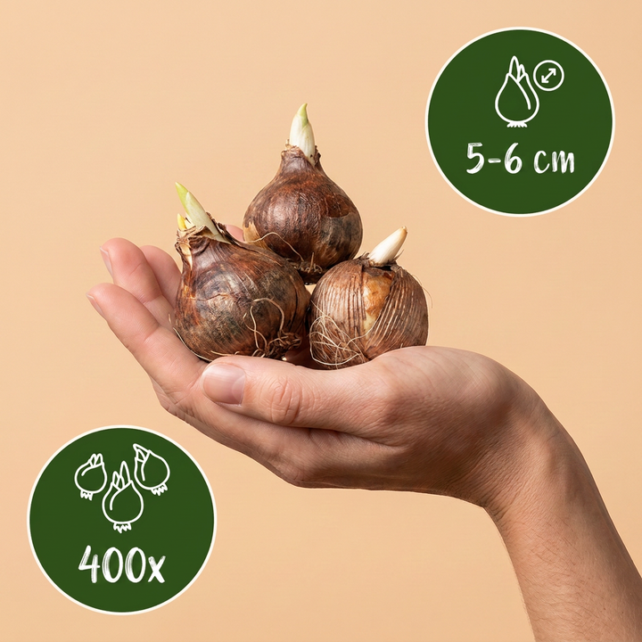 400x Species Crocus Mix Bulbs - Mixed - Naturalising - Size 5/6