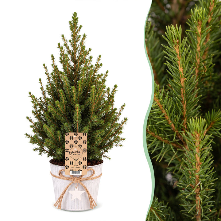 Picea glauca Conica Dwarf Alberta Spruce Christmas trees, 65cm tall in Ø17cm pot