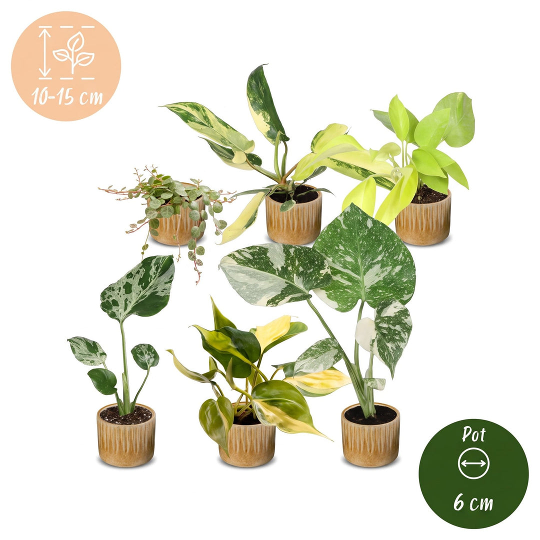 Baby Tropical Mix, six tropical houseplants in Ø6cm pots, pack of 6, image 5