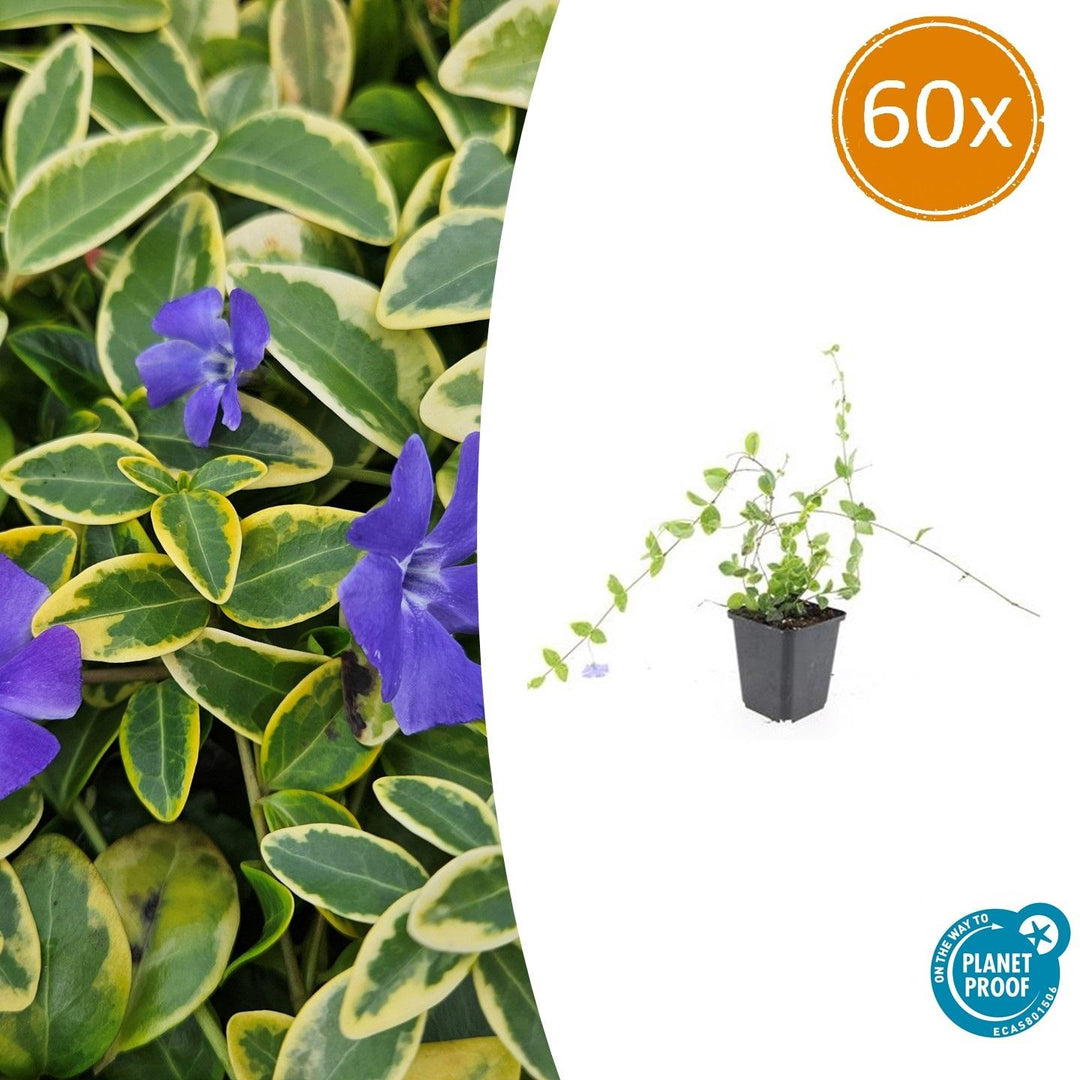 60x Vinca minor 'Blue and Gold' - ↕10-25cm - Ø9cm